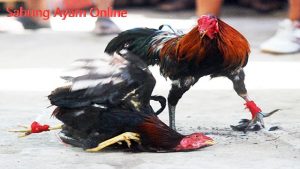Daftar Akun Judi Sabung Ayam Online Terpercaya