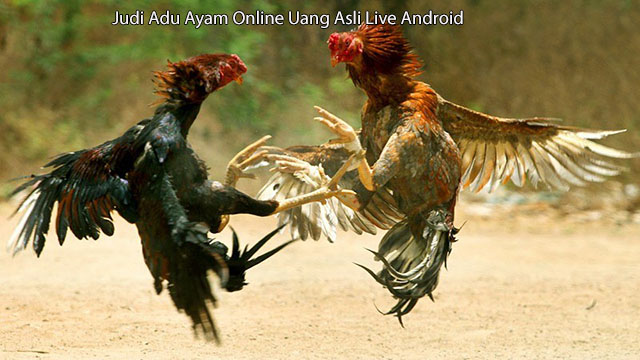 Judi Adu Ayam Online Uang Asli Live Android