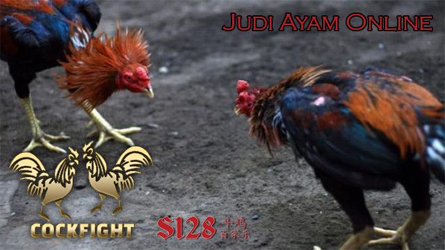 Keuntungan Jutaan Rupiah Sabung Ayam s1288 Jakarta
